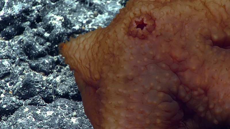 Image courtesy of the NOAA Office of Ocean Exploration and Research, 2017 Laulima O Ka Moana.